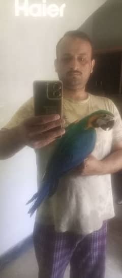 macaw,