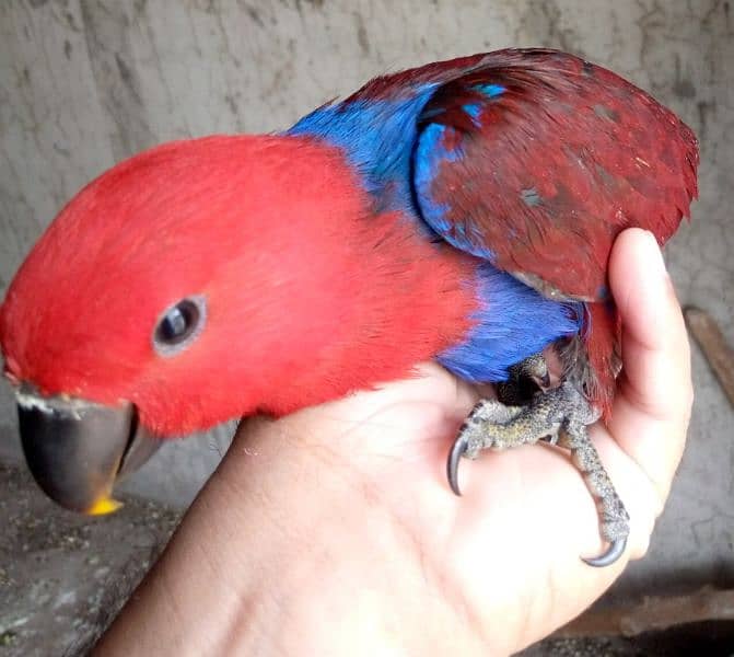 macaw, eclectus , african grey nd cockatoo 2