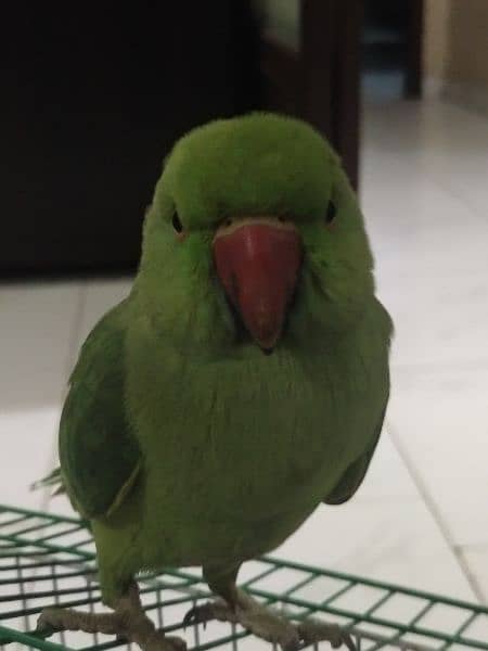 parrot (kid) 0