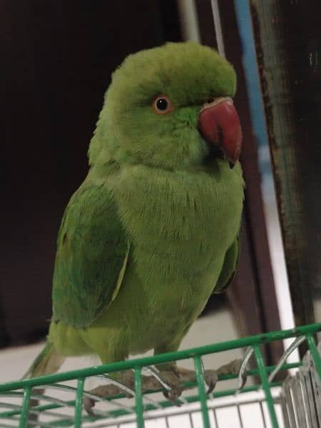 parrot (kid) 1
