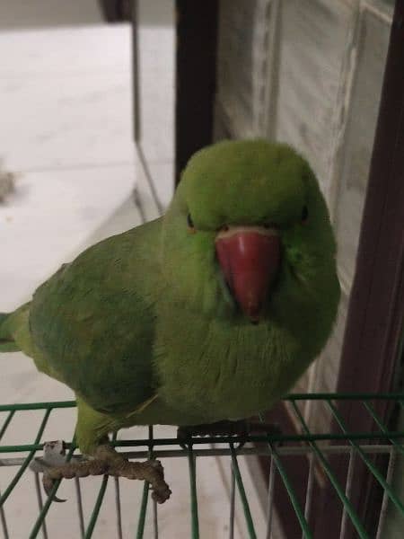 parrot (kid) 2