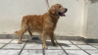 Golden retriver male is up for sale