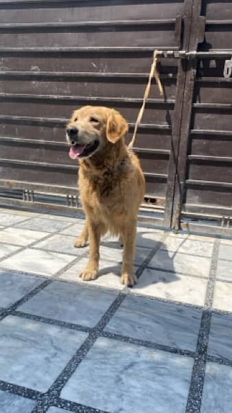 Golden retriver male is up for sale 1
