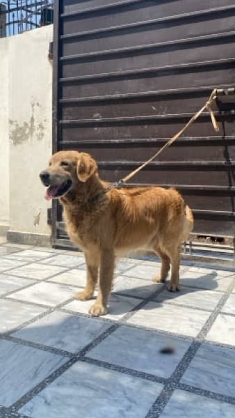 Golden retriver male is up for sale 2