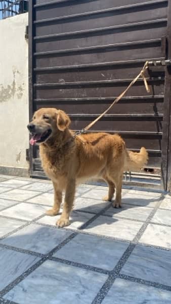 Golden retriver male is up for sale 3