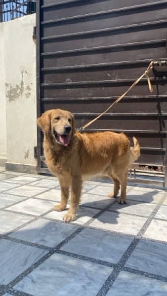 Golden retriver male is up for sale 4
