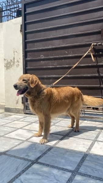 Golden retriver male is up for sale 5