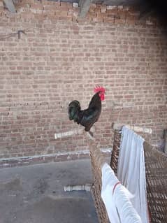 australope rooster for sale