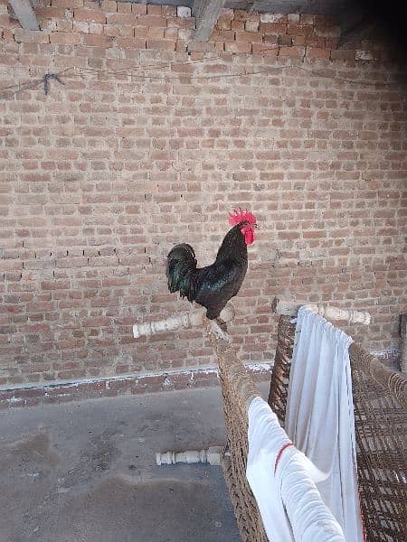 australope rooster for sale 0