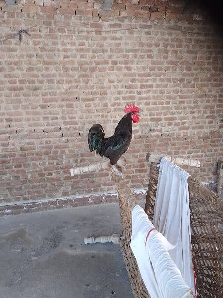 australope rooster for sale 1