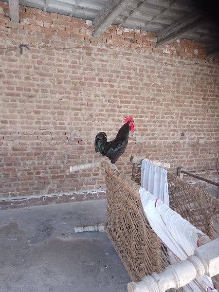 australope rooster for sale 2