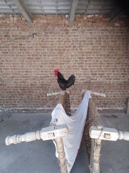 australope rooster for sale 6