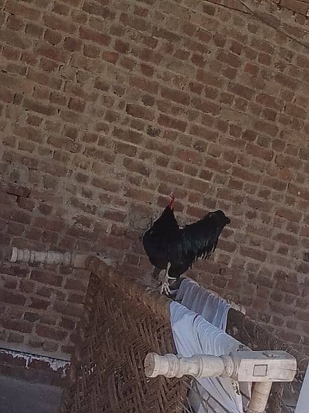 australope rooster for sale 9