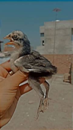 Aseel birds