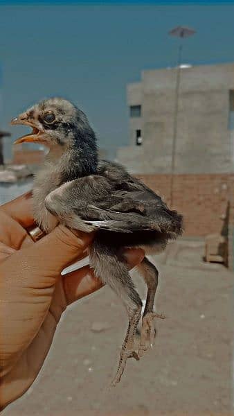 Aseel birds 0