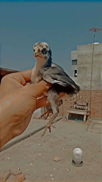 Aseel birds 1