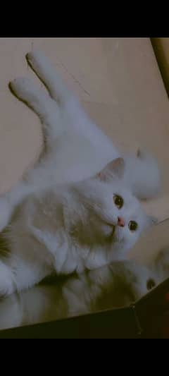 Cat | Kitten | Cat pair | Persian kitten | Tripple coat | Bili | Cato 0