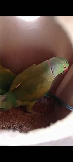 RINGNECK PAIR FOR SELL
