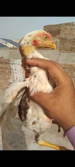Aseel chick's healthy bht zbrdast quality urgent sell