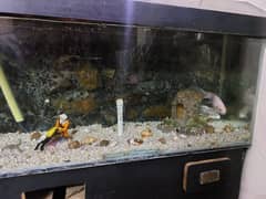 Aquarium with fishes