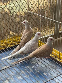 Red Dove for sale