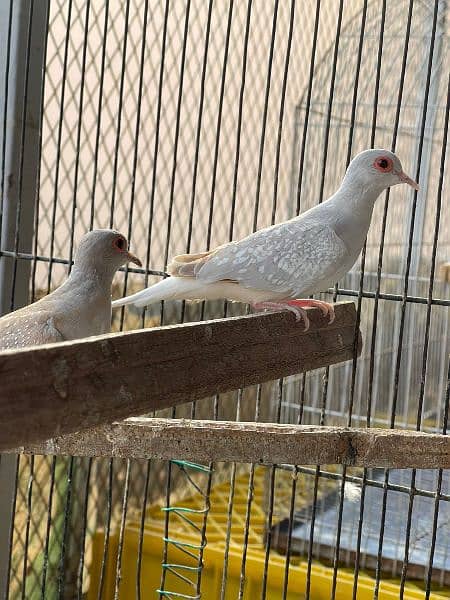 Red Dove for sale 3
