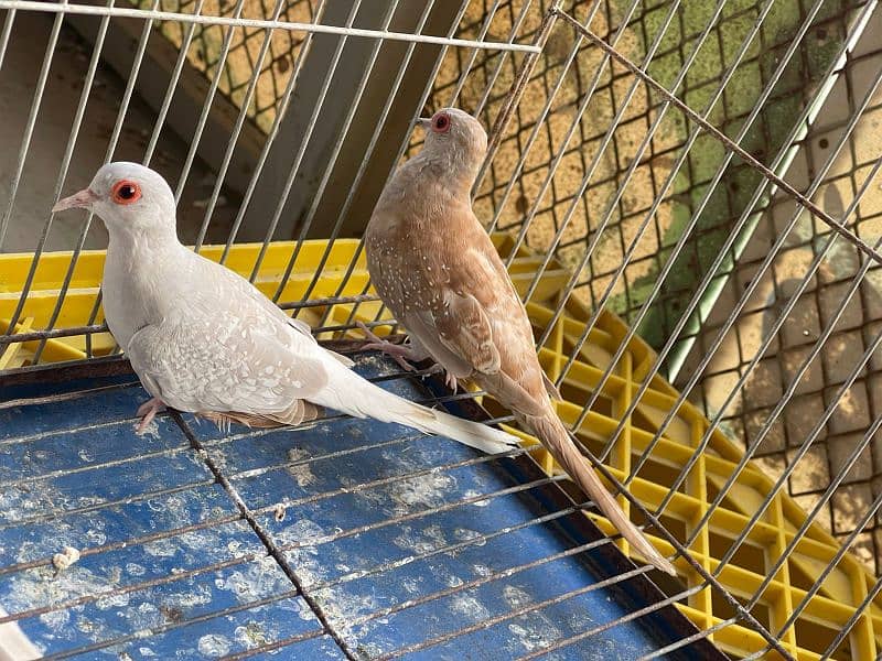 Red Dove for sale 5