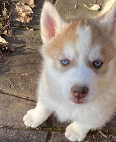 Siberian Husky puppies for sale. . . oky