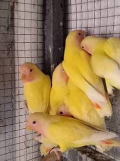 yellow ringNek Perot chicks for sale (0336--5354--110)