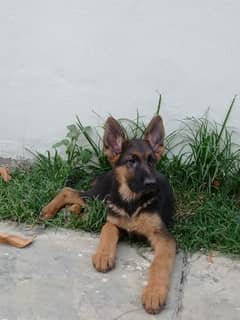 German Shepherd Male Puppy Available