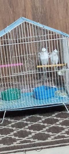 i am selling hogoromo breeder pair  exchange also possible with hens