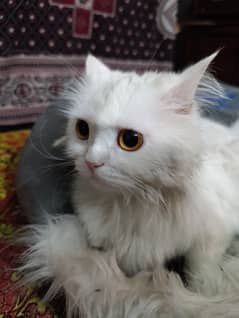 Beautiful female cat for sale