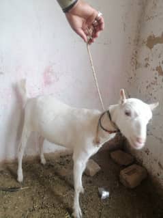 Russian tady goat female for sale 0