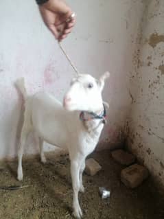 Russian tady goat female for sale