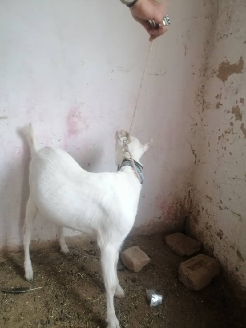 Russian tady goat female for sale 2