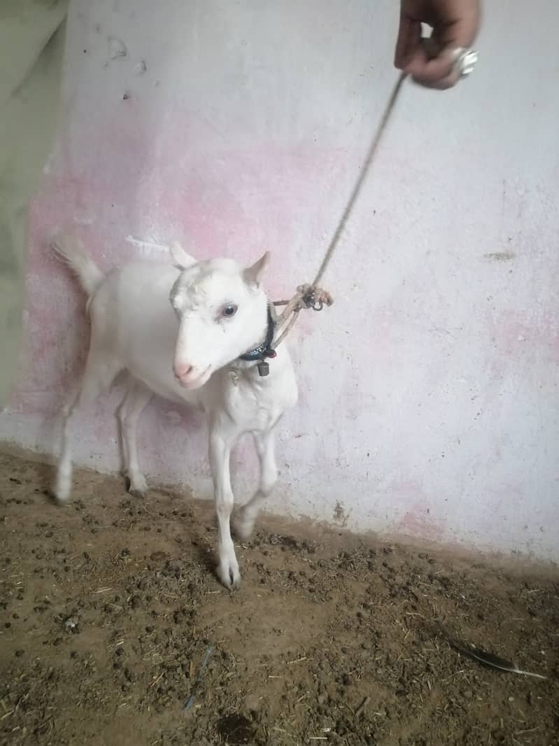Russian tady goat female for sale 3
