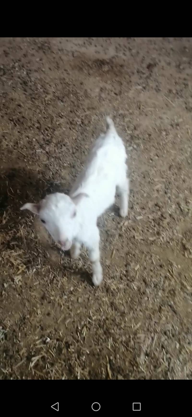 Russian tady goat female for sale 6