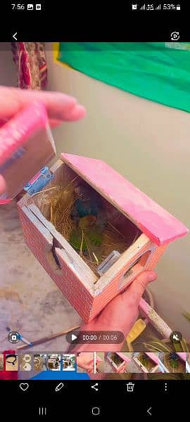 fisher birds + box 11