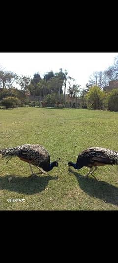 Peacock Pair