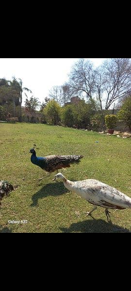 Peacock Pair 1