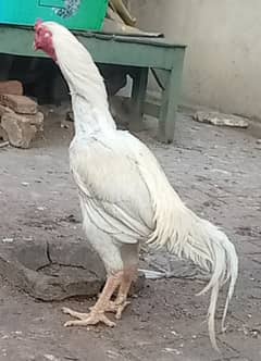 white Hera Aseel or Kili taji Brown female ka chicks for sale ha
