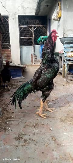 Original Ring Bird Black Shamoo Breeder Male