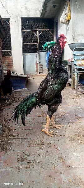 Original Ring Bird Black Shamoo Breeder Male 0