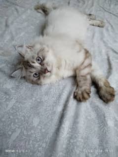 Persian Cat urgent sell