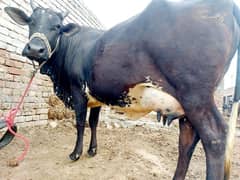 Freash Cow with Female Calf for Sale