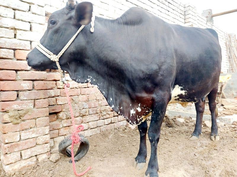 Freash Cow with Female Calf for Sale 1