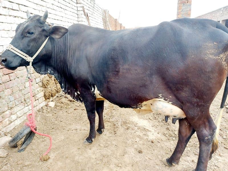 Freash Cow with Female Calf for Sale 3