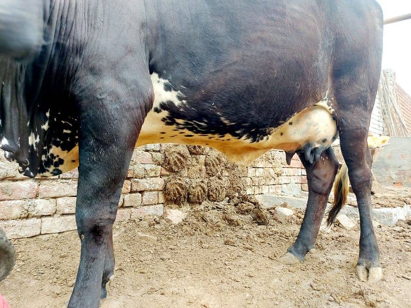 Freash Cow with Female Calf for Sale 5
