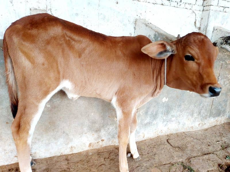 Freash Cow with Female Calf for Sale 6