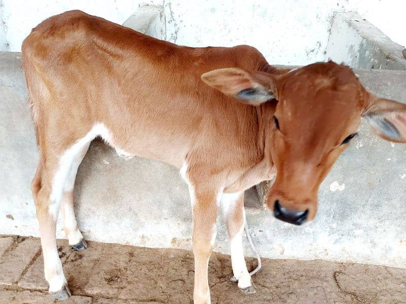 Freash Cow with Female Calf for Sale 7